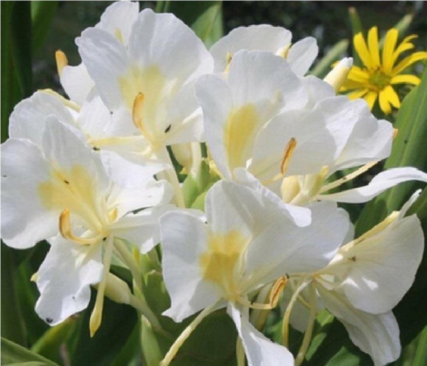 white ginger lily flower