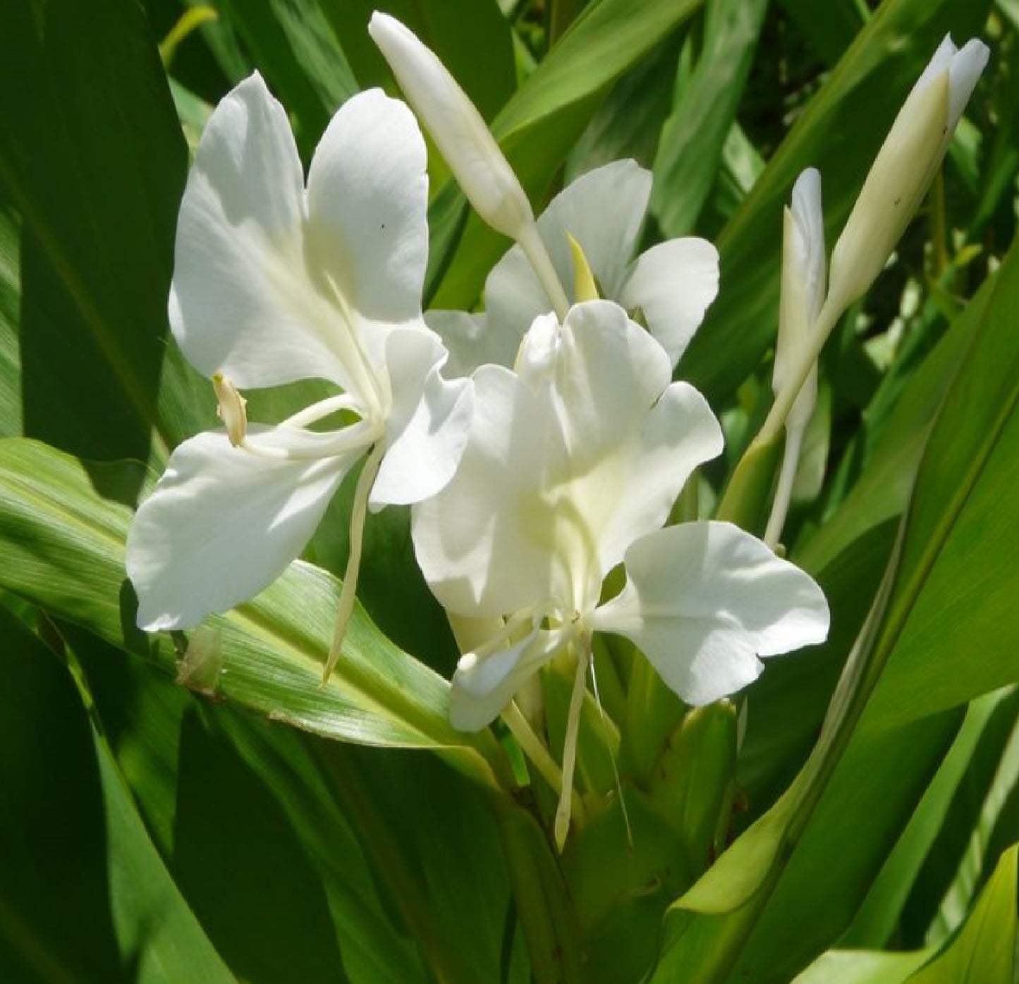 white ginger lily flower