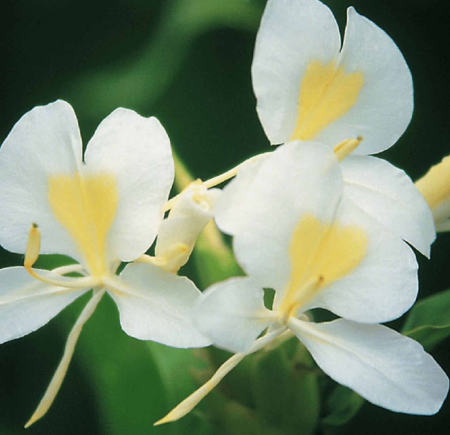 hawaiian white ginger plant