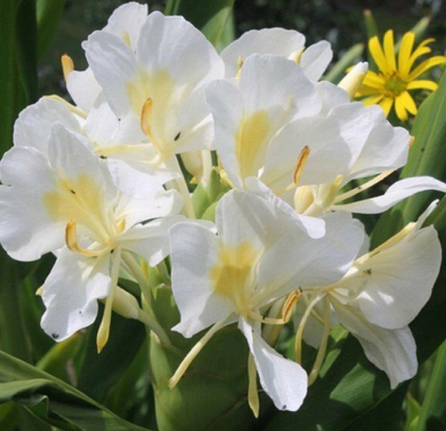 white ginger flowering plant