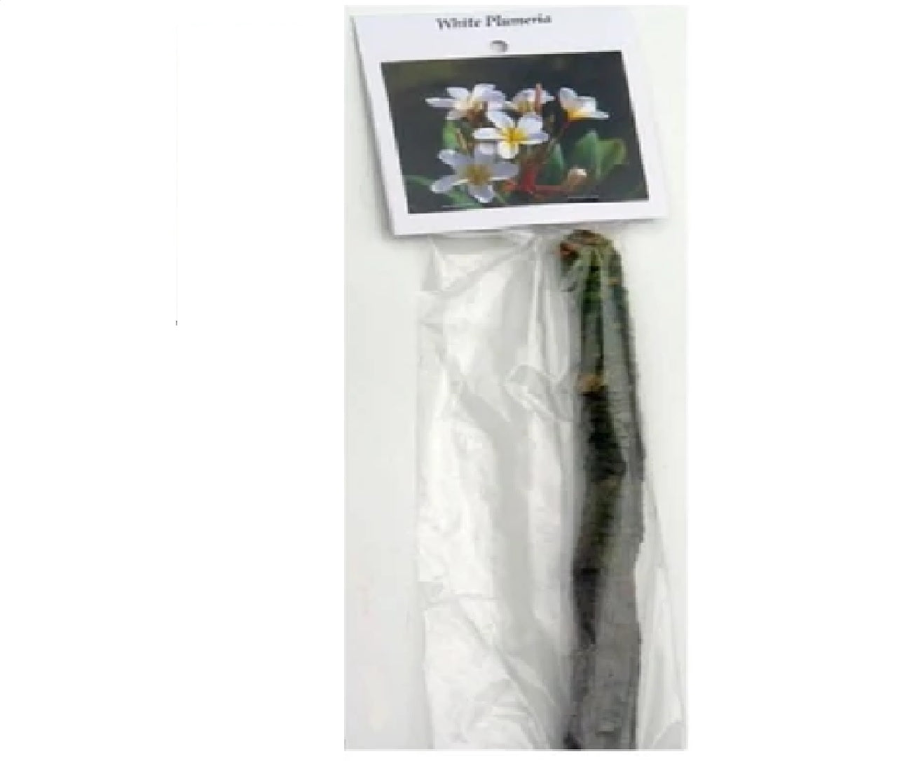 Hawaiian Plumeria Plant Cuttings 4 Pack