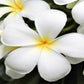 Hawaiian Plumeria Plant Cuttings 4 Pack