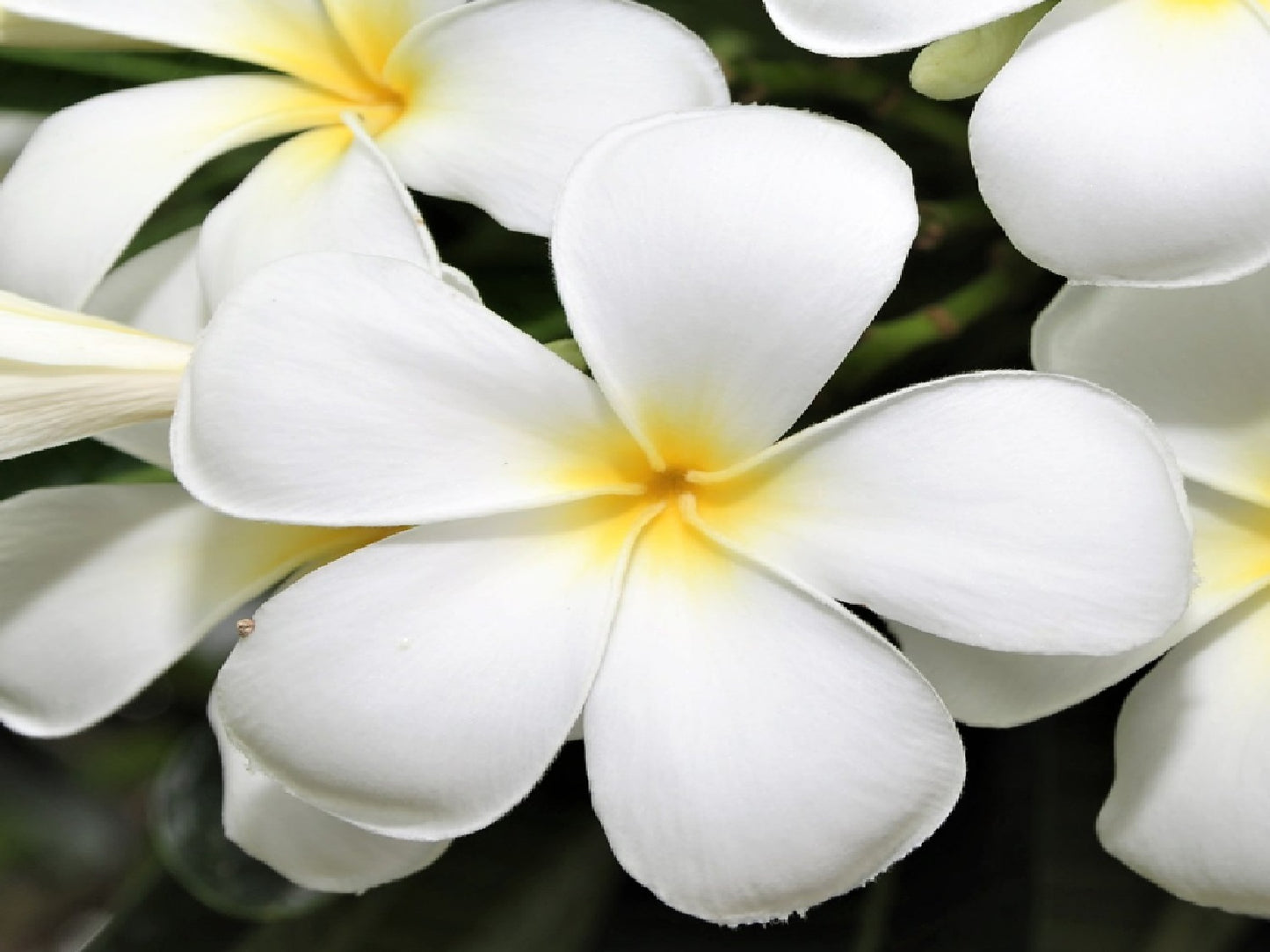 Hawaiian Plumeria Plant Cuttings 4 Pack