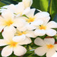 Hawaiian Plumeria Plant Cuttings 4 Pack