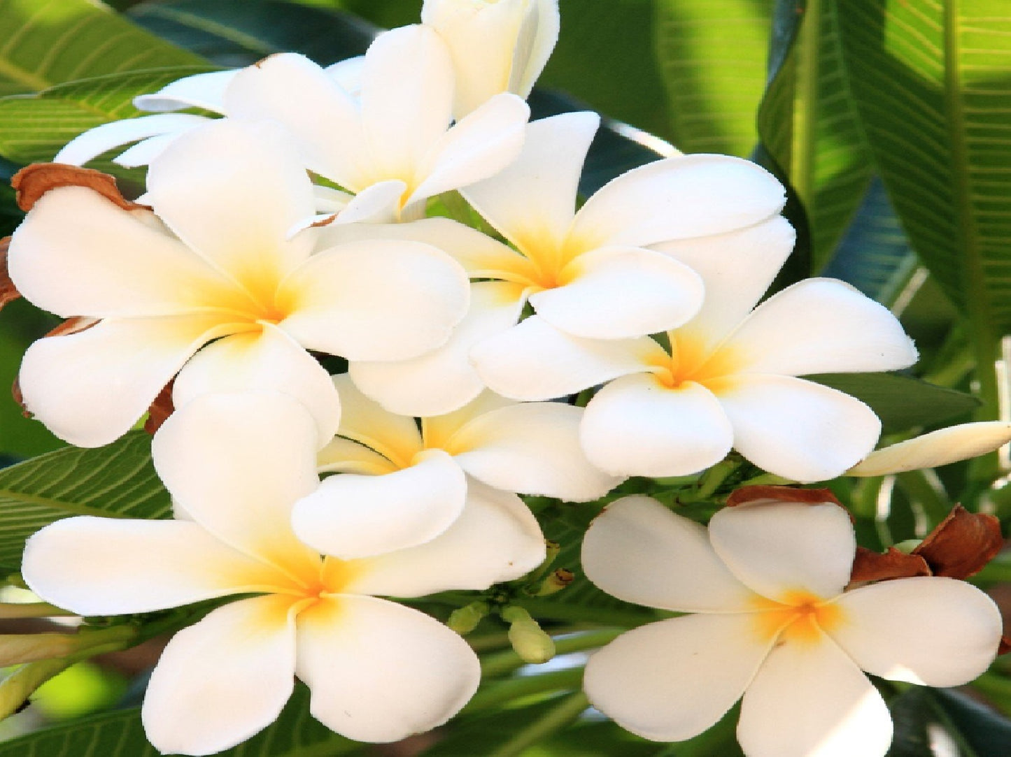 Hawaiian Plumeria Plant Cuttings 4 Pack