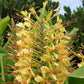 Hedychium Gardnerianum plant