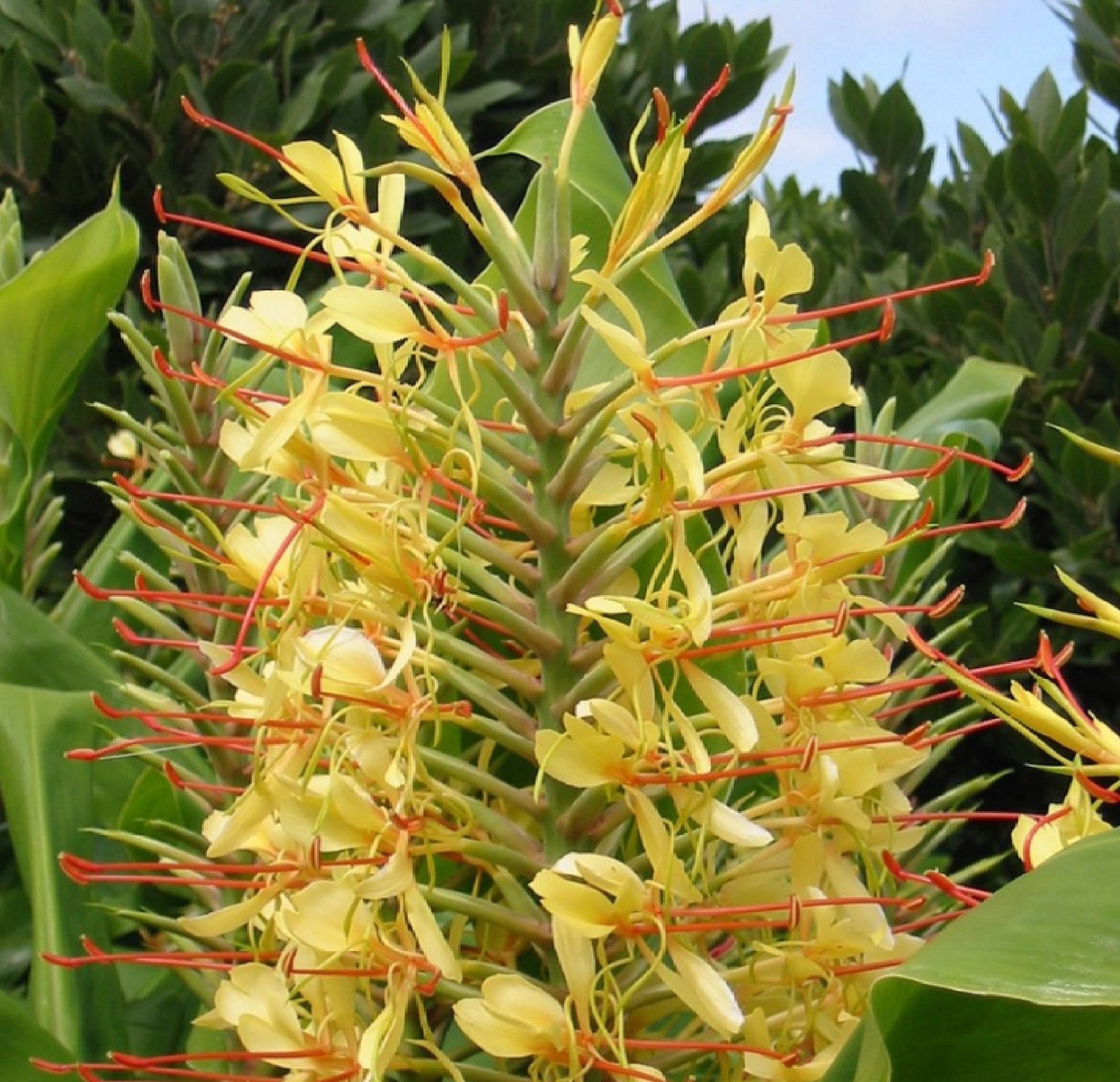 Hedychium Gardnerianum plant