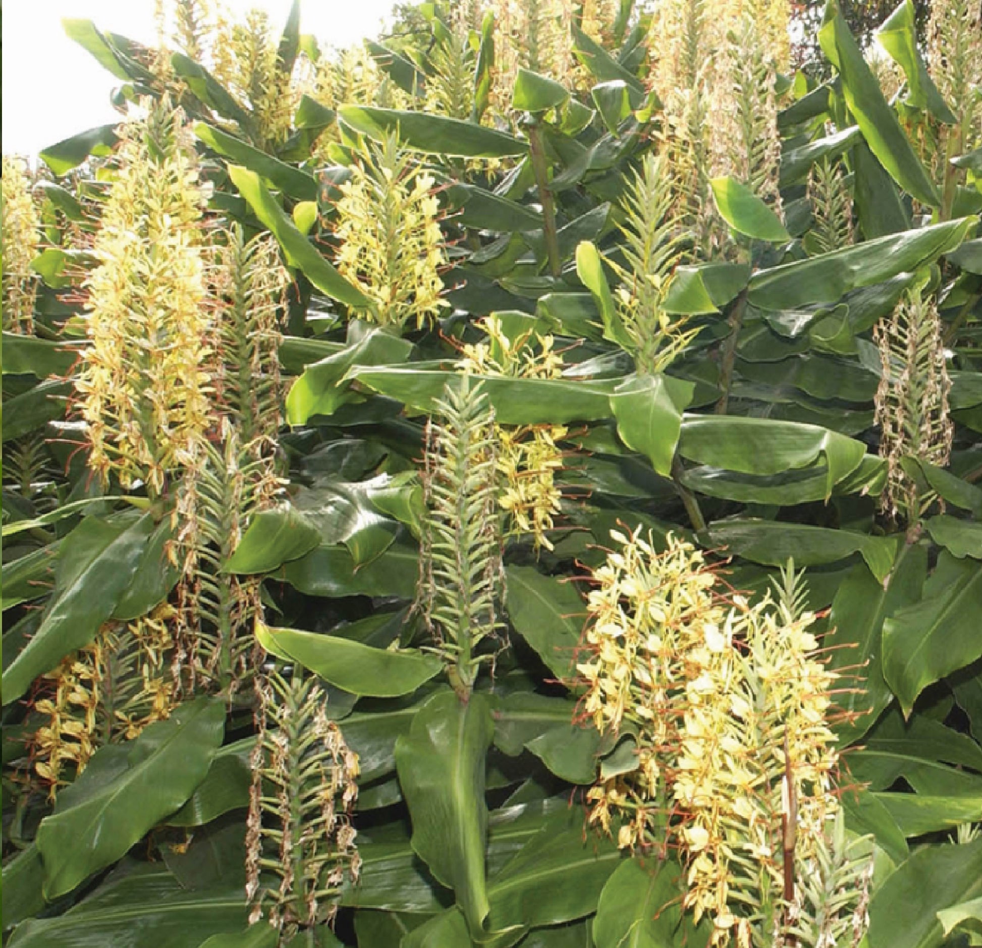 tropical yellow ginger plants
