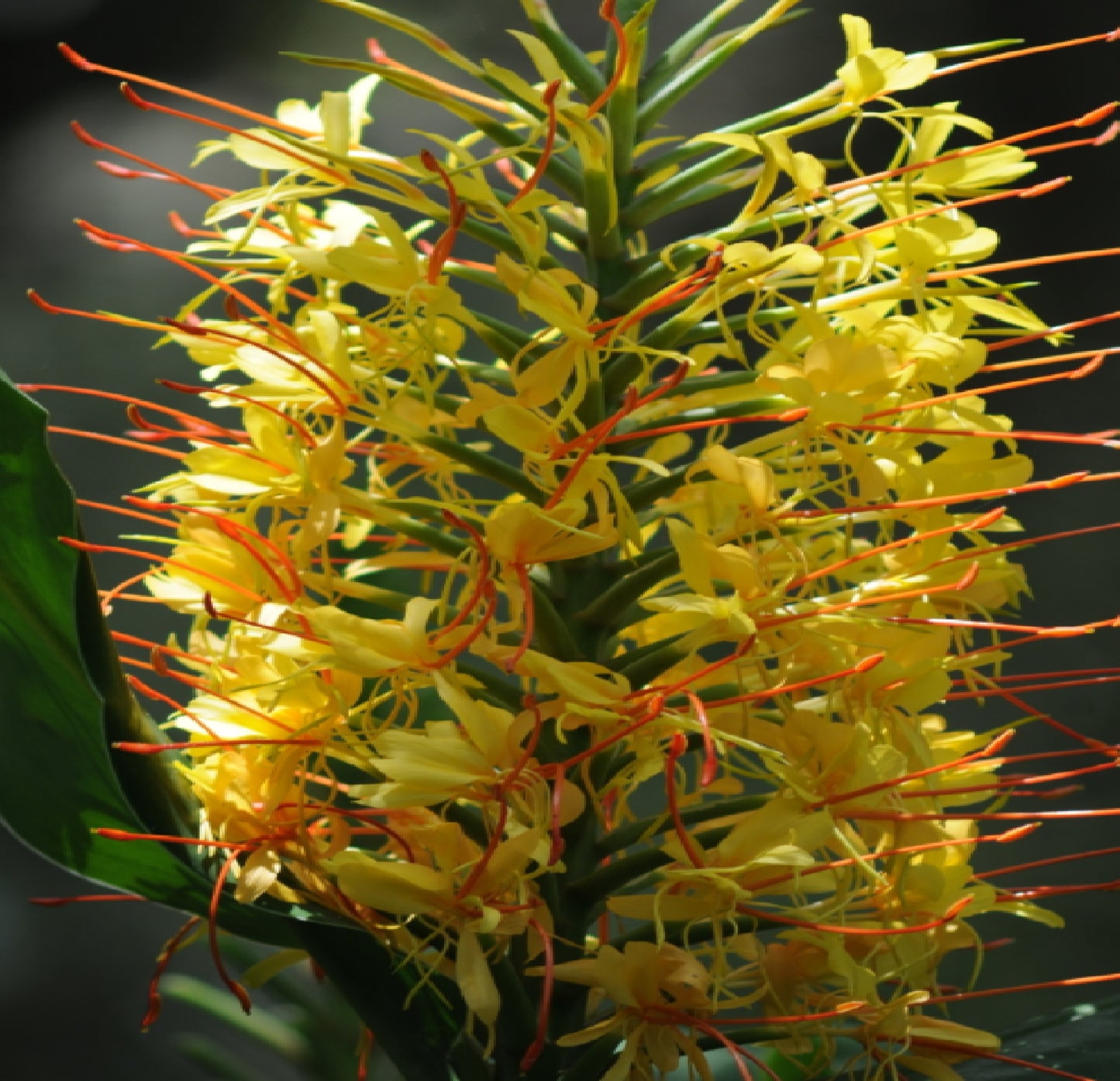 hawaiian yellow ginger
