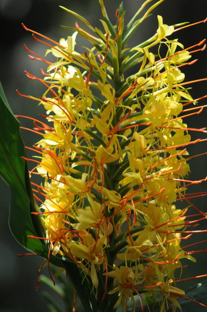 hawaiian yellow ginger flower
