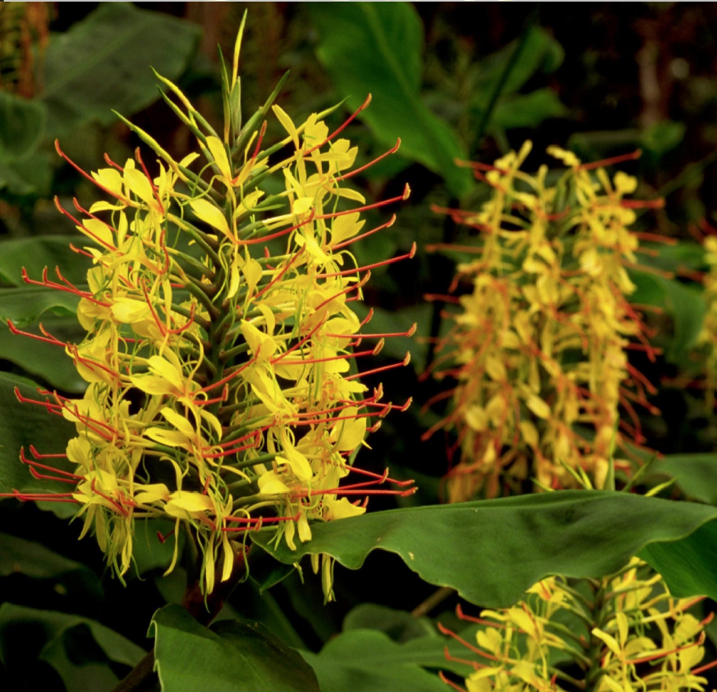 hawaiian yellow ginger flower