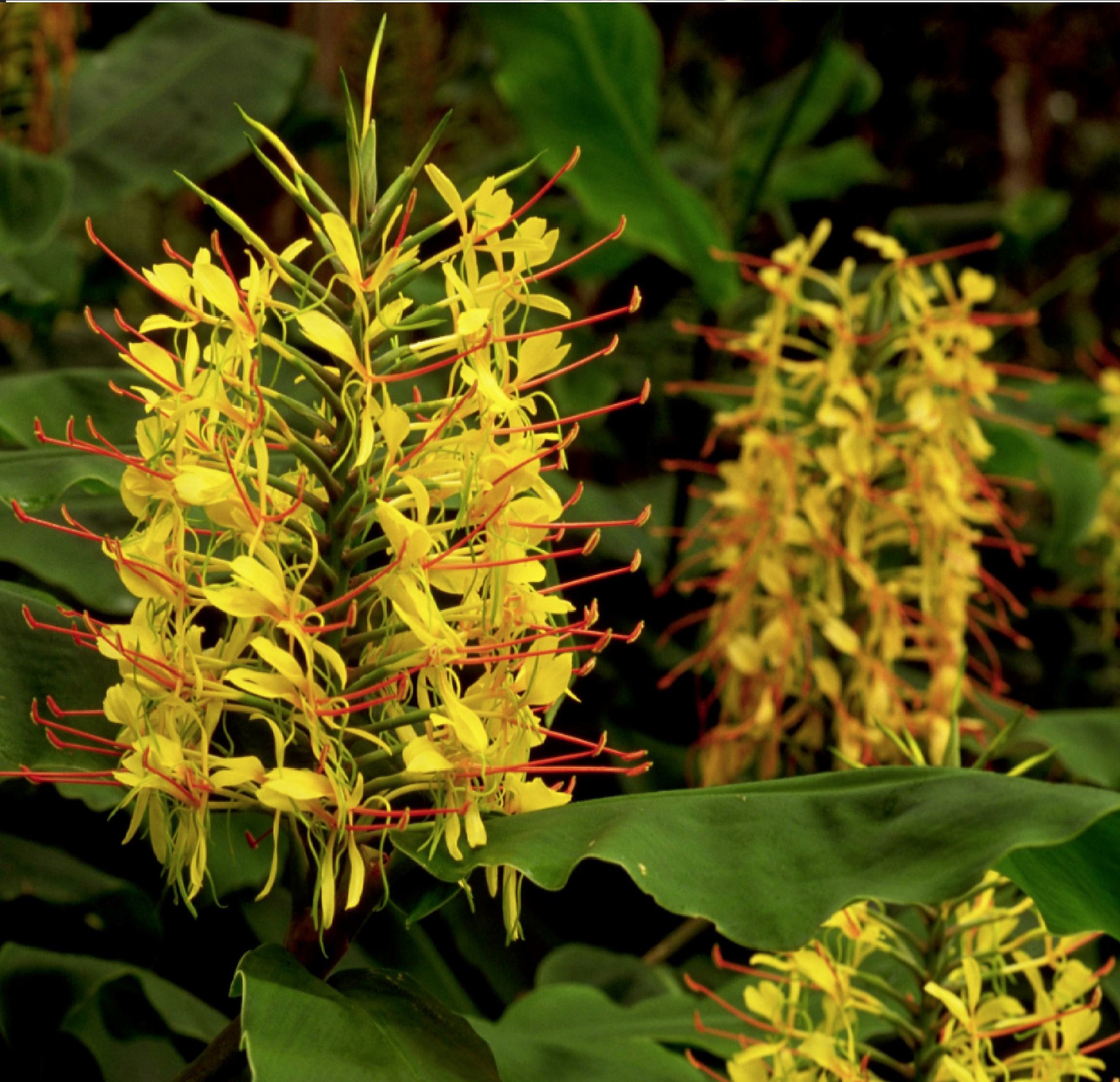 hawaiian yellow ginger flower