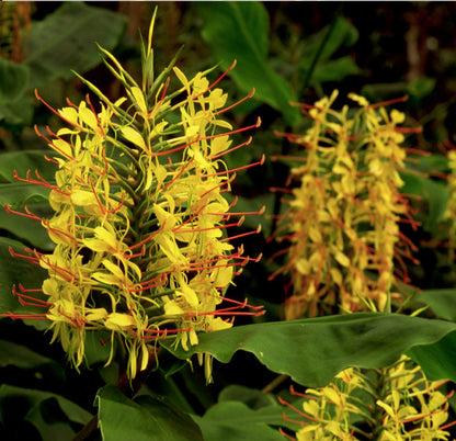 hawaiian yellow ginger flower