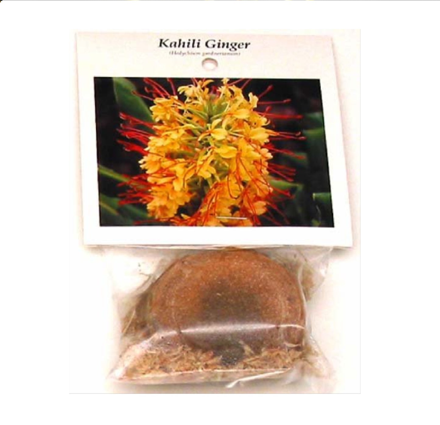 Hawaiian Kahili Hedychium Gardnerianum Ginger Root