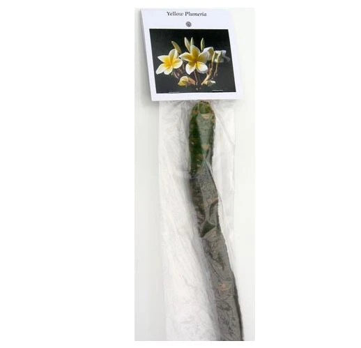 Hawaiian Plumeria Plant Cuttings 4 Pack