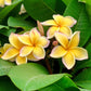 Yellow Plumeria 4 Pack