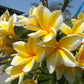 Yellow Plumeria 4 Pack