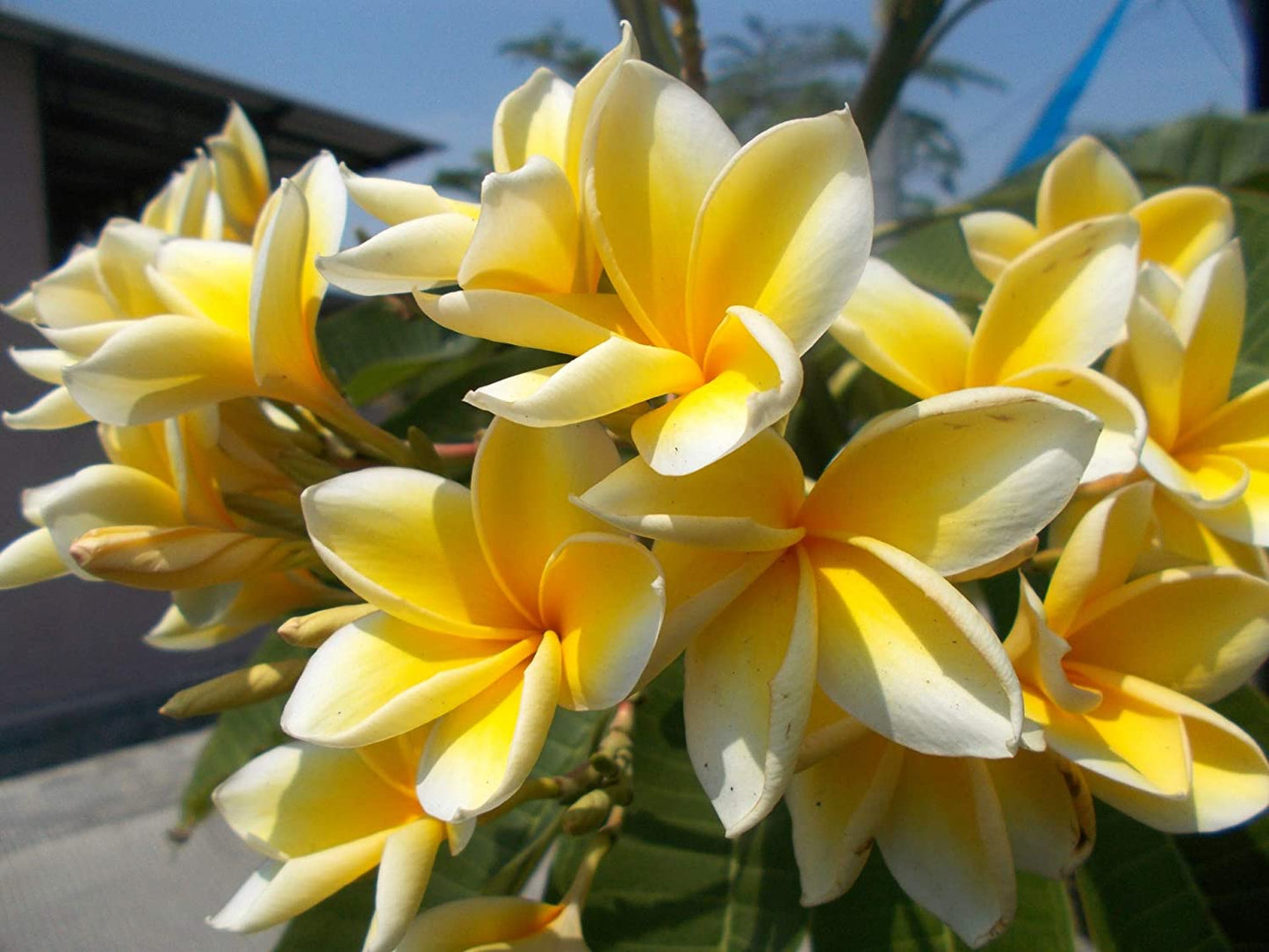 Yellow Plumeria 4 Pack