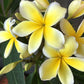 Hawaiian Plumeria Plant Cuttings 4 Pack