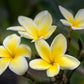 Yellow Plumeria 4 Pack