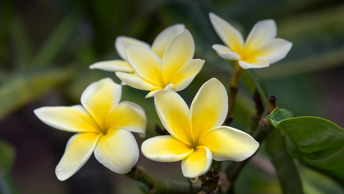 Yellow Plumeria 4 Pack