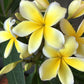 Yellow Plumeria 4 Pack