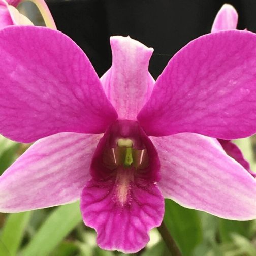 Pink Dendrobium Orchid Flower