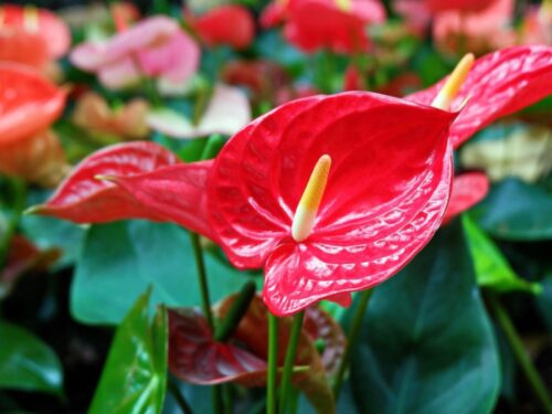 anthurium plant 2 1