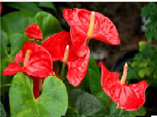 anthurium plant 3 1