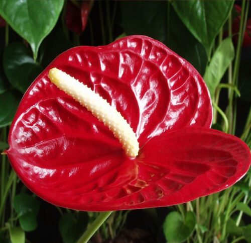 anthurium plant new 2