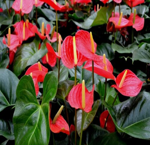 Anthurium