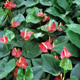 Anthurium