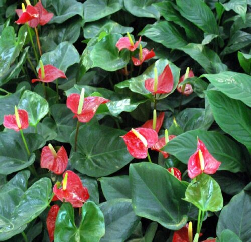 Anthurium