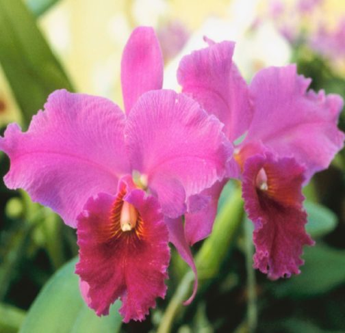 cattelya orchid new6