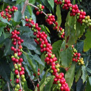 kona Coffee Plants