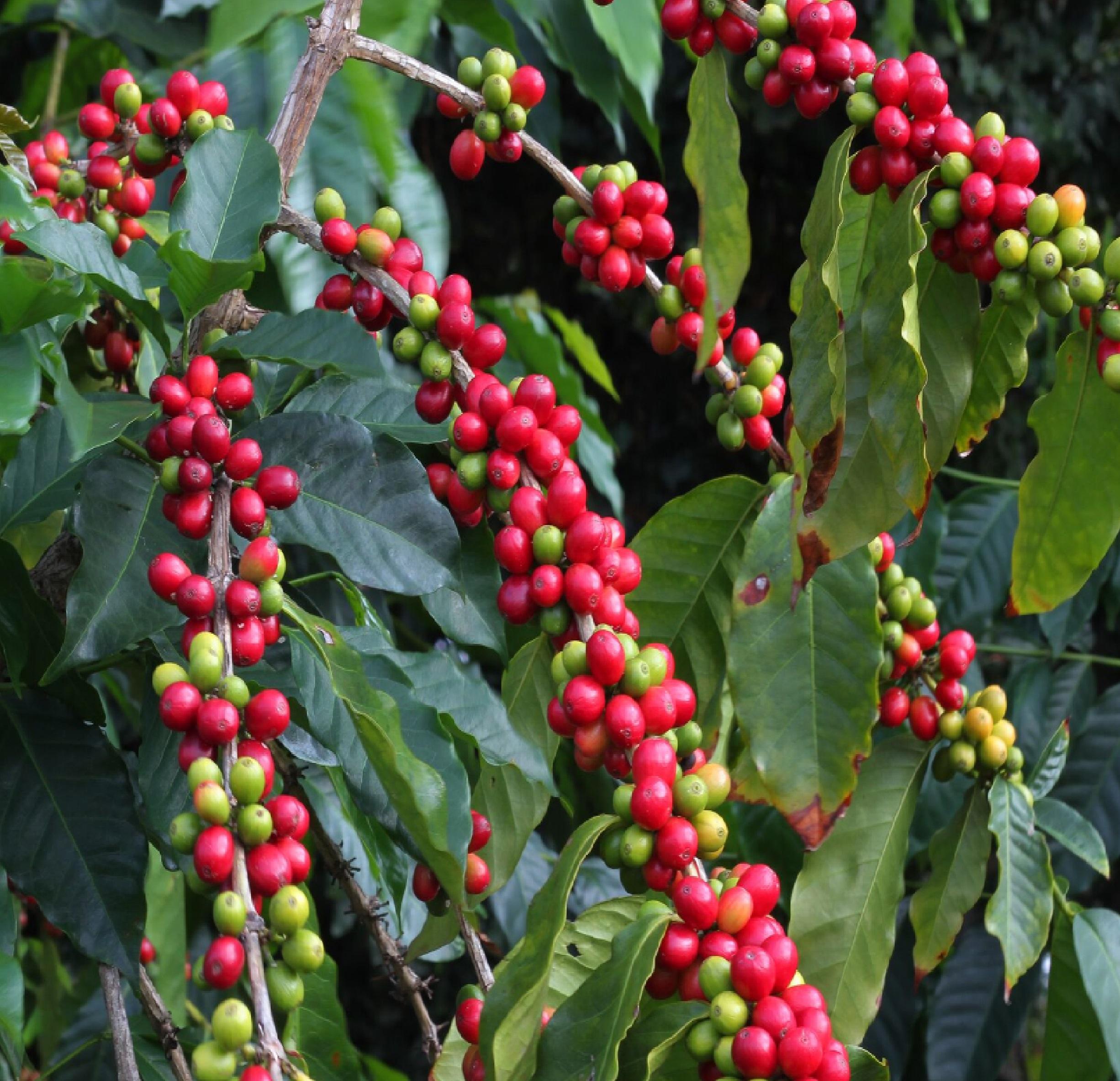 kona Coffee Plants