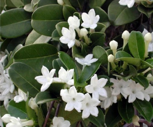 Jasmine Plants