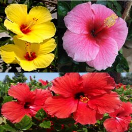 Hibiscus Plant