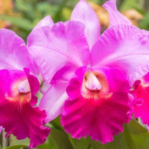 cattleya orchid plant