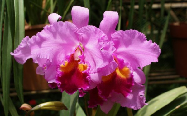 pink Cattleya Orchid flowers