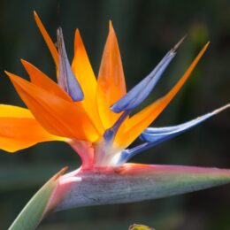 bird of paradise