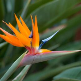 Bird of Paradise Seeds