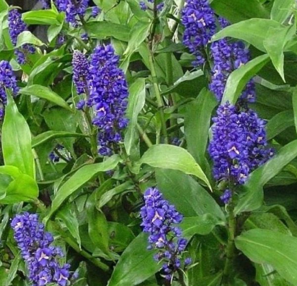 blue ginger plant new2