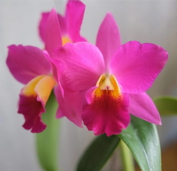cattleya orchids pink