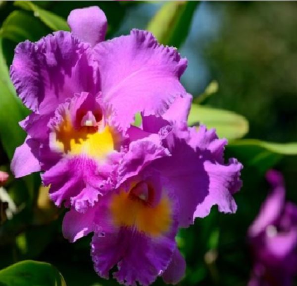 purple cattleya orchid flower