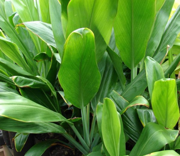 green ti leaf plant 3
