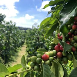 Coffee Tree Seeds