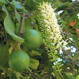 Macadamia Nut Seeds