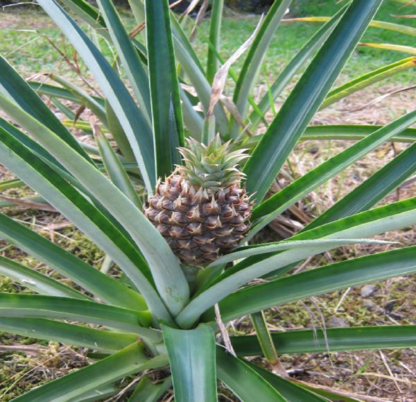 pineapple new1