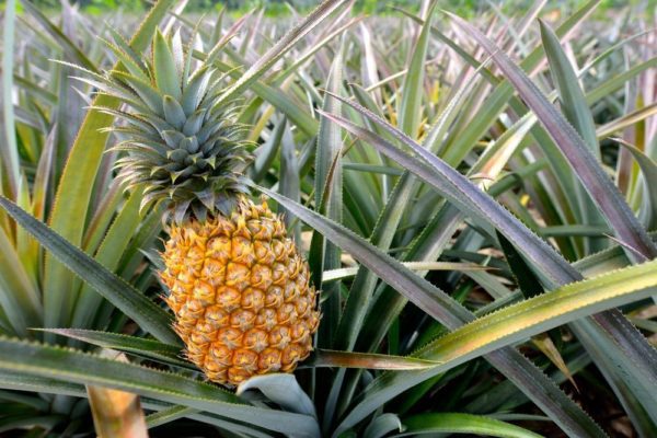 pineapple plant 5